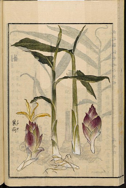 食べ物のことわざ 茗荷 ミョウガ を食えば物忘れする 新料理物語