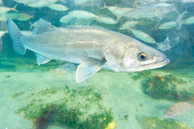 鱸鱸鱸様専用 鱸様 ⭐︎専用⭐︎おまとめ3点 ちびくろ